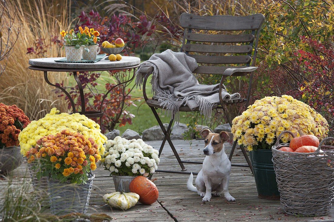 Autumn terrace with chrysanthemums