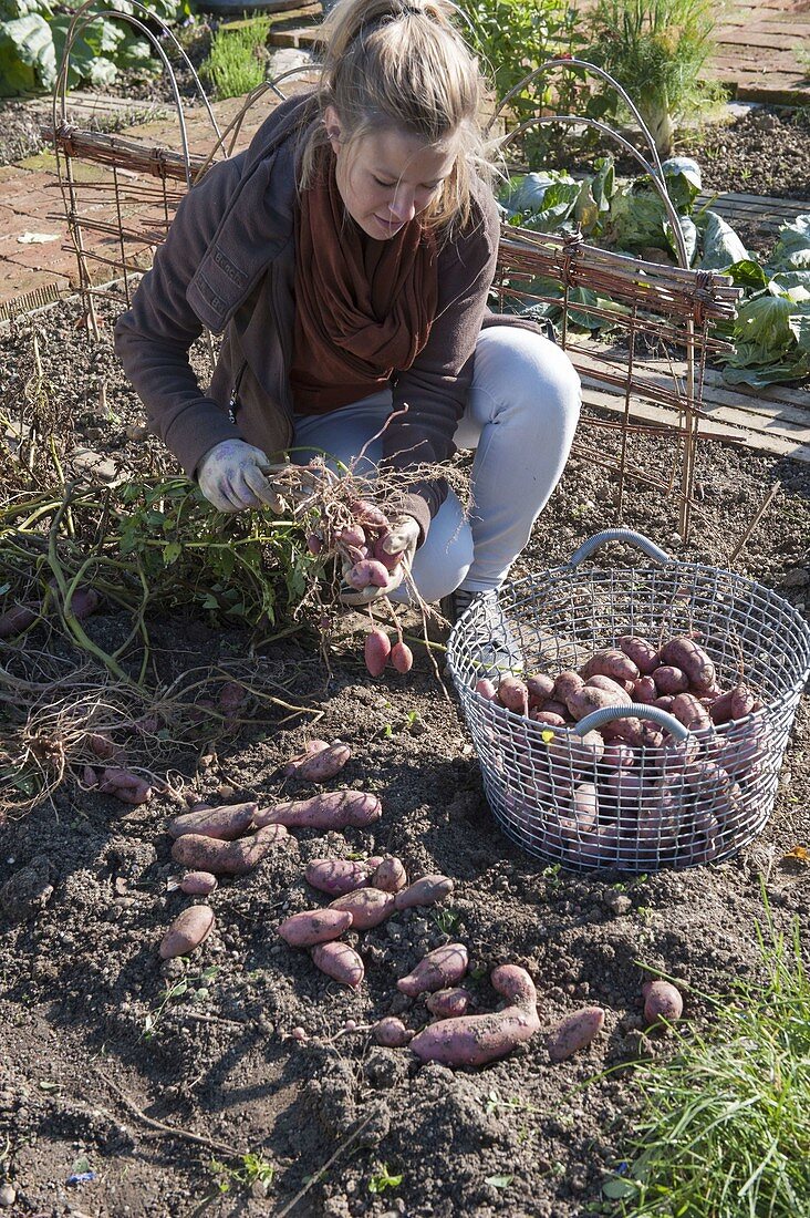 Potatoes growing in organic garden