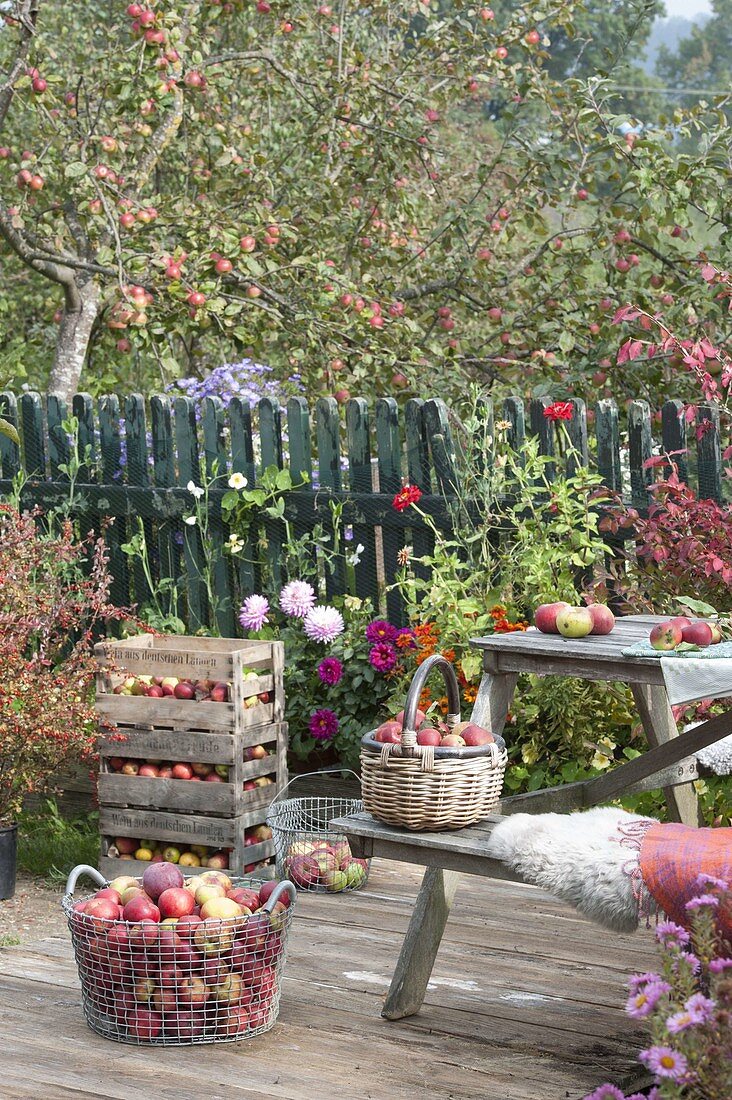 Terrasse mit frisch geernteten Äpfeln