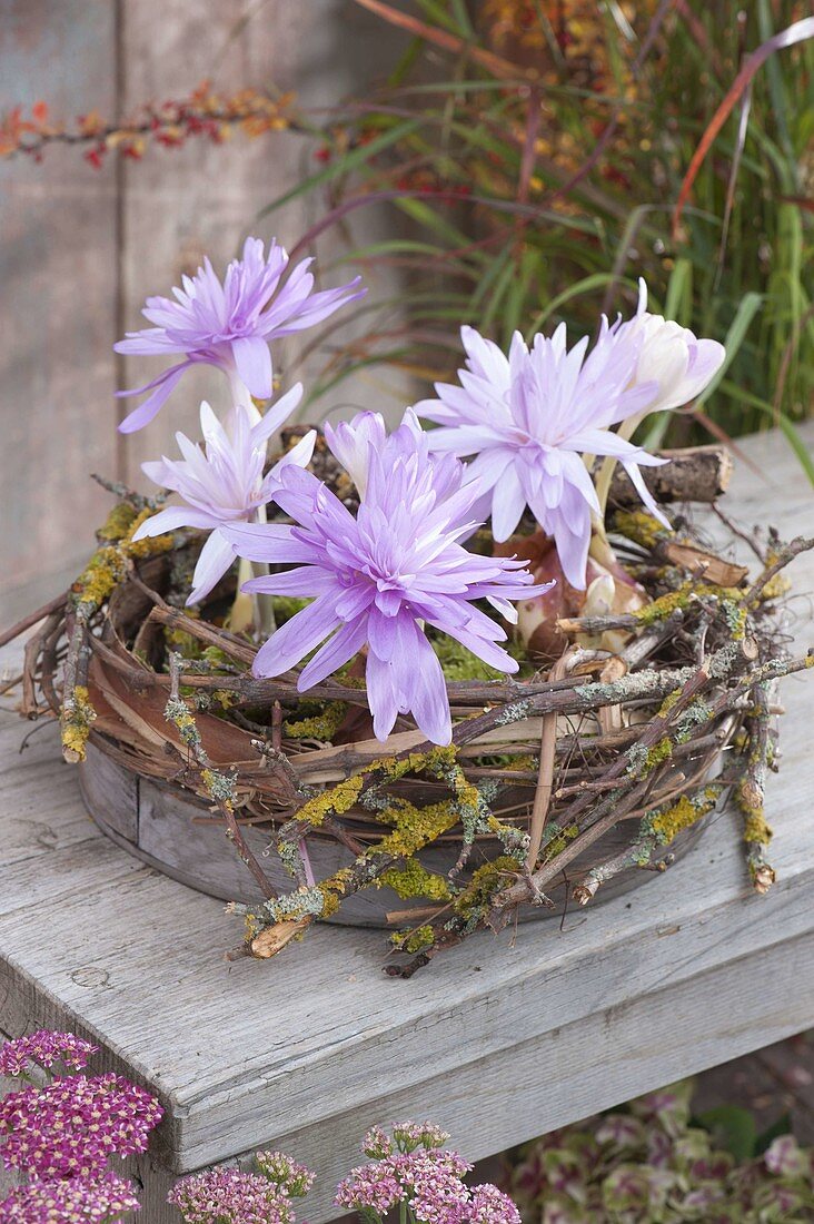 Colchicum 'Waterlily' (Herbstzeitlose) in Holztablett