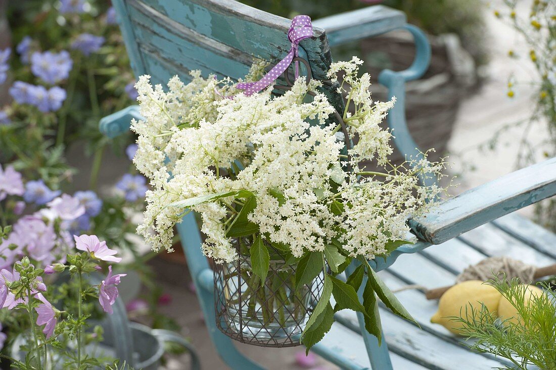 Small bouquet of elderberry (Sambucus nigra) hung on the back of a chair
