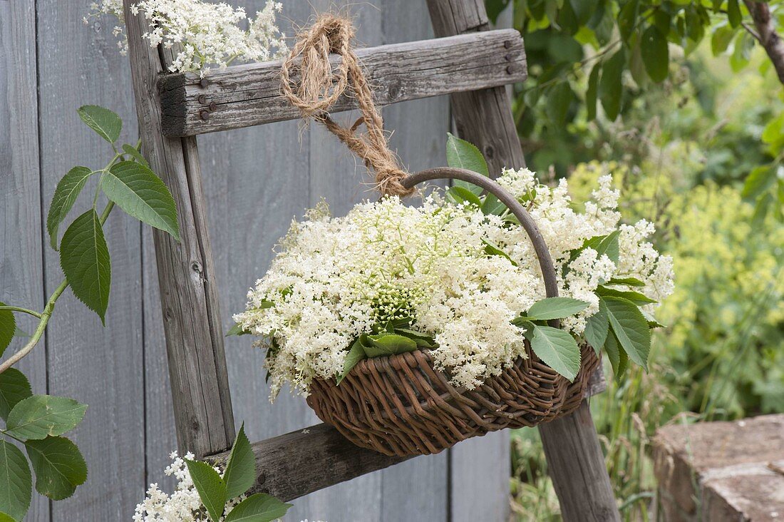 Basket with freshly picked flowers of elderberry (Sambucus nigra)