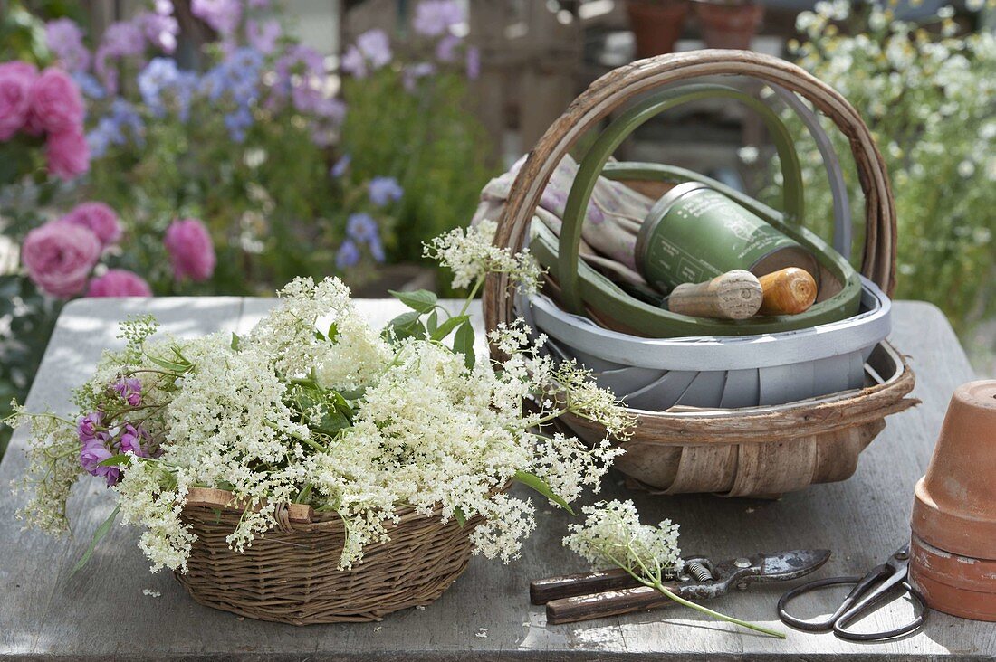 Small basket with freshly cut flowers of elder (Sambucus nigra)