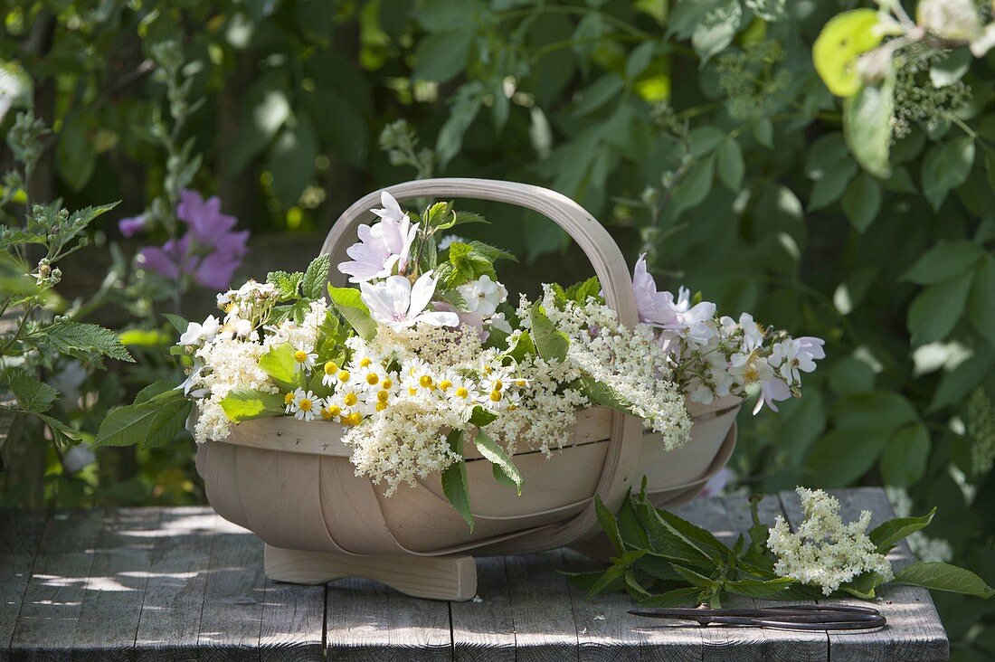 Spankorb mit Blüten von Holunder (Sambucus nigra), Kamille