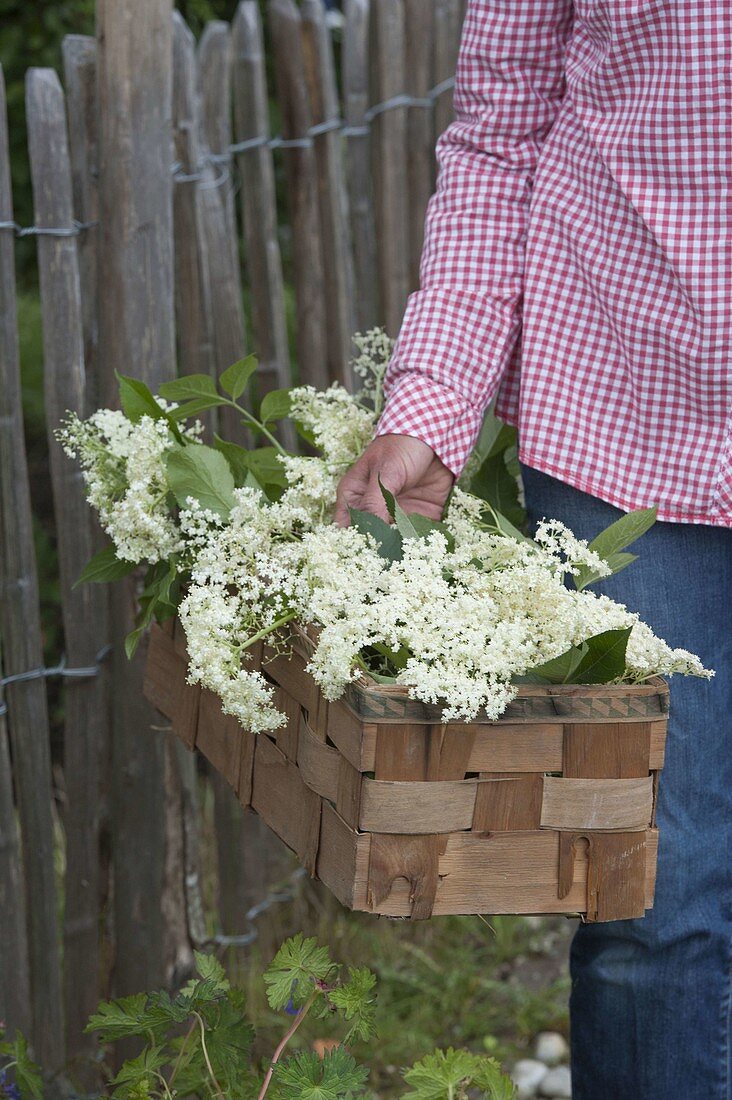 Woman carrying basket with freshly cut elderberry flowers
