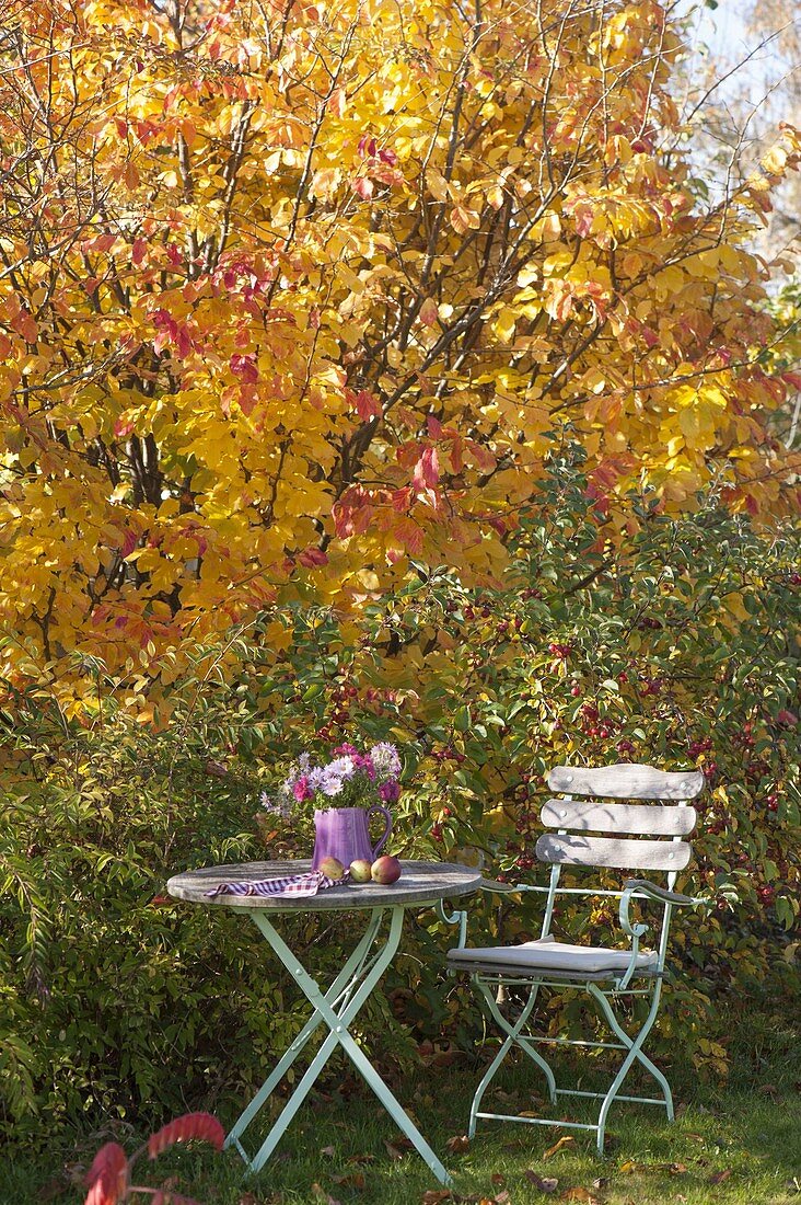 Kleiner Sitzplatz mit Asternstrauss vor Eisenholzbaum und Zieraepfeln