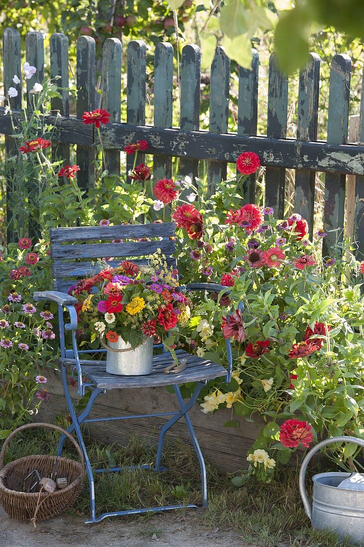 Colorful cottage garden bouquet in zinc tube on blue chair, Zinnia