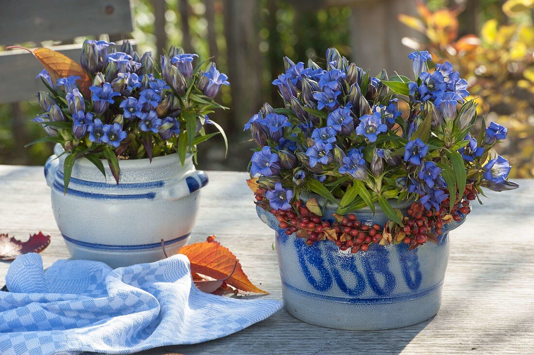 Gentiana (Herbstenzian) in Salzglasur-Töpfen, Kranz aus Rosa (Hagebutten)