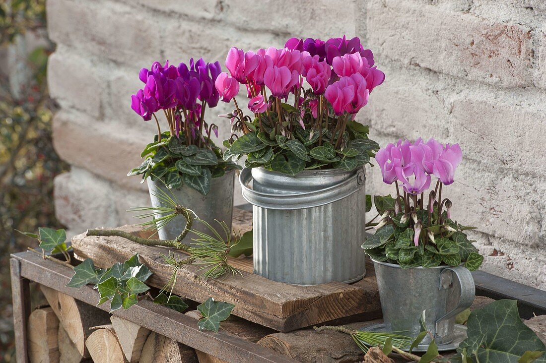 Cyclamen persicum 'Deep Rose' 'Magenta' (Alpenveilchen) in Zink-Gefaessen