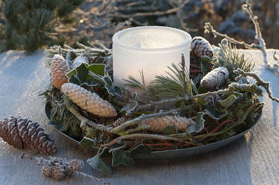 Frozen lantern in wreath of Salix, Pinus