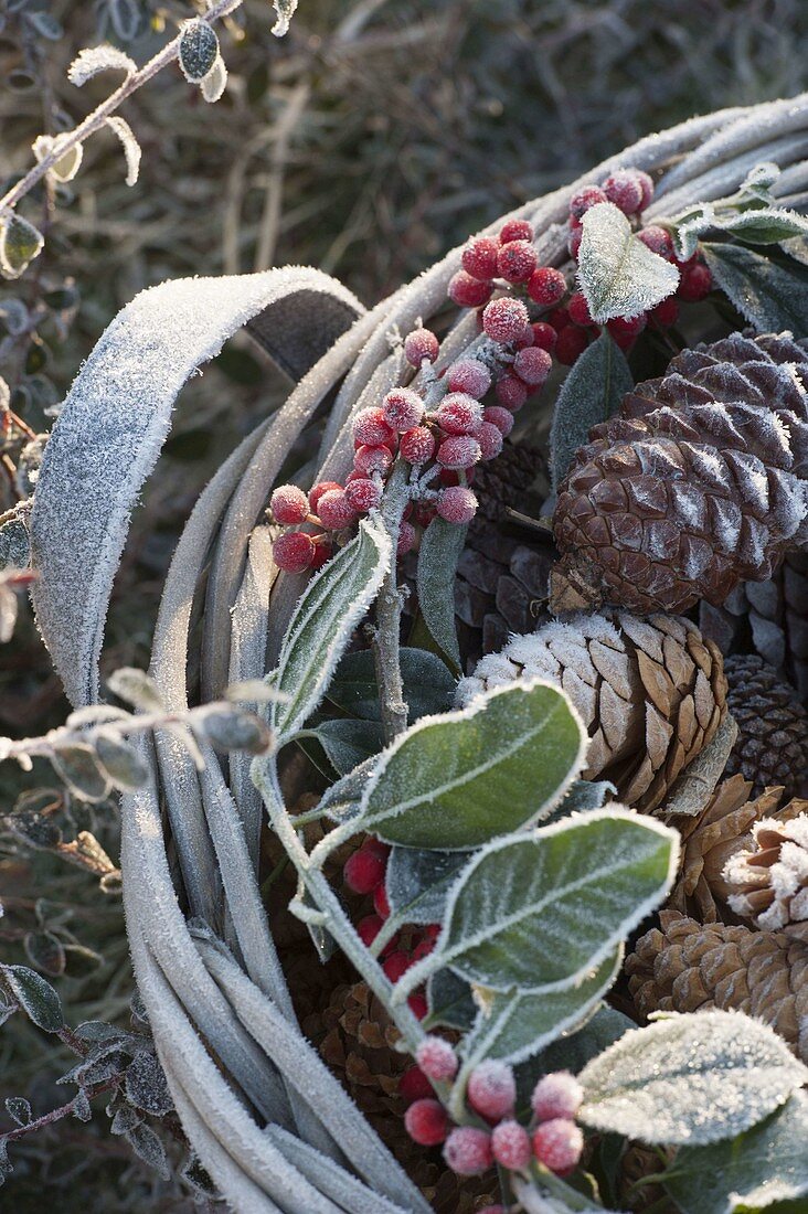 Frozen basket with cones and Ilex (Holly) on the bed