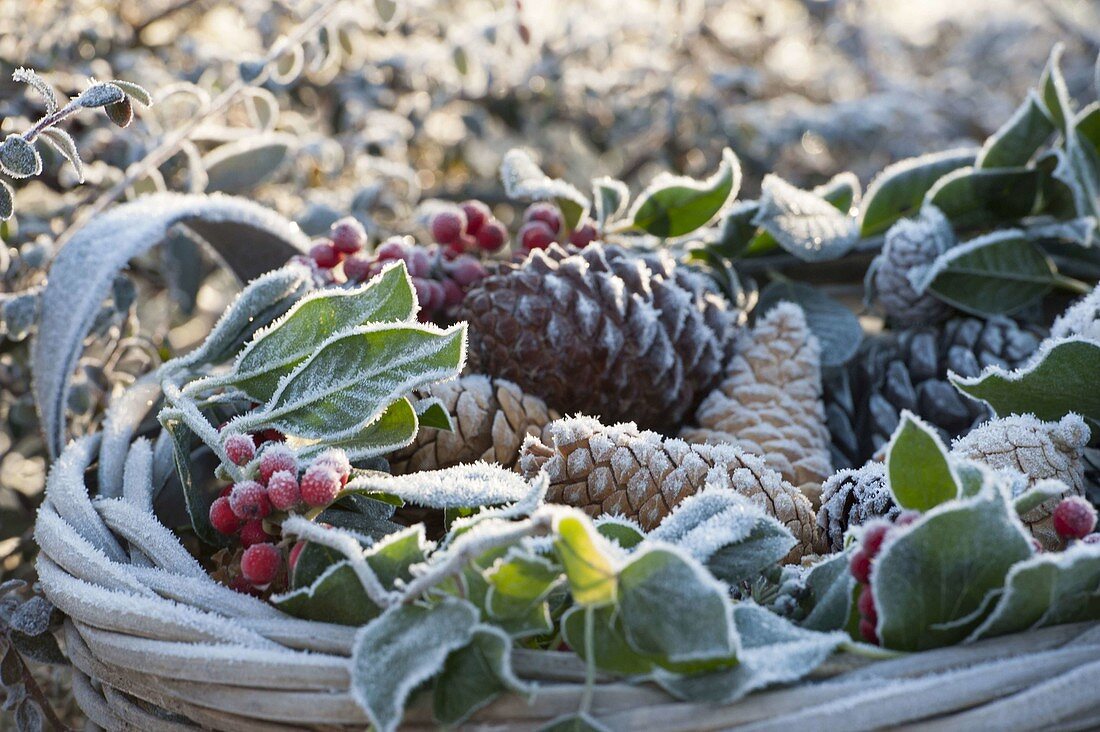 Frozen basket with cones and Ilex (Holly) on the bed