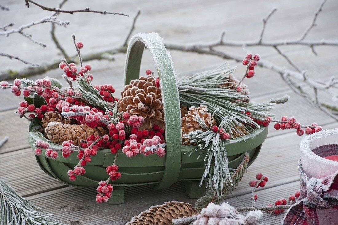 Grüner Korb mit Zapfen, Ilex (Roter Winterbeere) und Pinus (Kiefer)