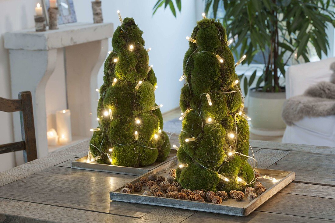 Moss cone stuck as a table decoration