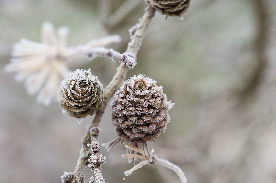 Frozen branch of Larix (larch) with cones