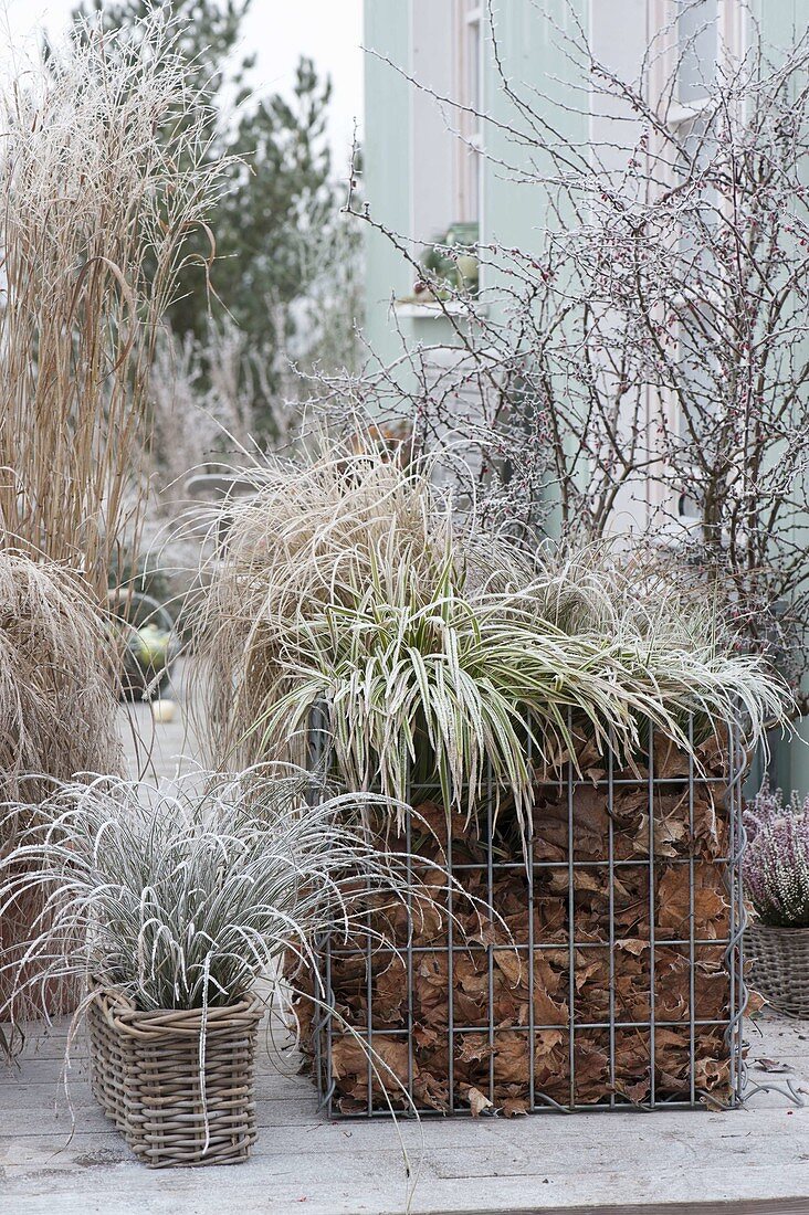 Gefrorene Gräser eingewintert in laubgefuellte Gabione und Koerben