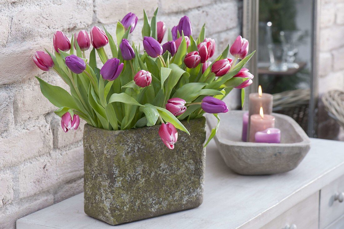 Winter bouquet with tulipa (tulip)