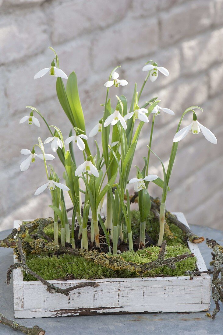 Galanthus (snowdrop) with moss and twigs in wooden boxes