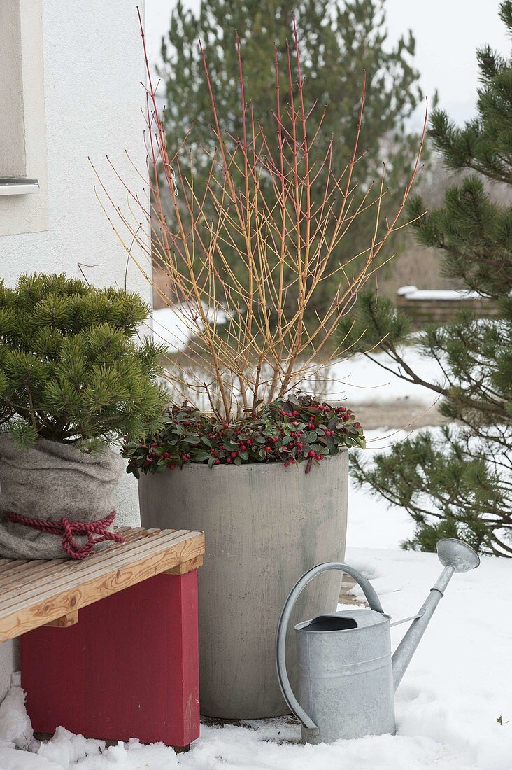 Winter terrace with Pinus mugo 'Pug' (pine) with winter protection