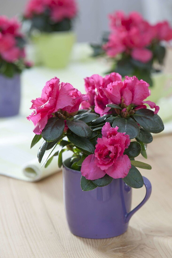 Rhododendron simsii (room azalea) in mug