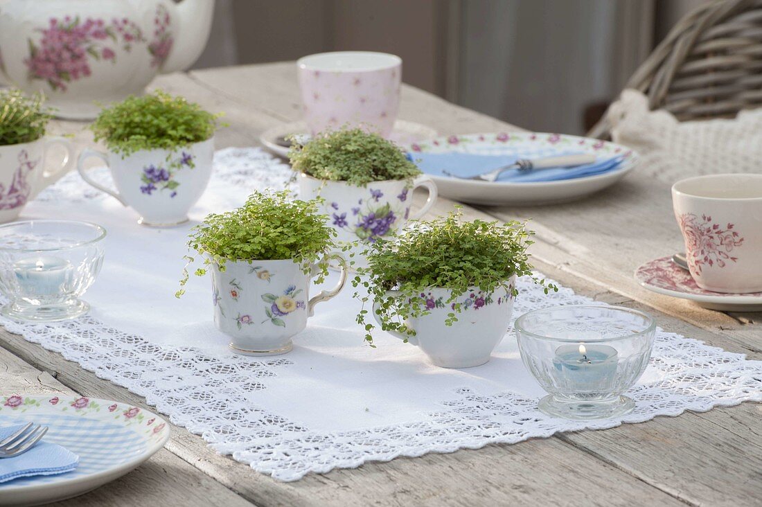 Table decoration with Soleirolia soleirolii (bobbed head) in small cups