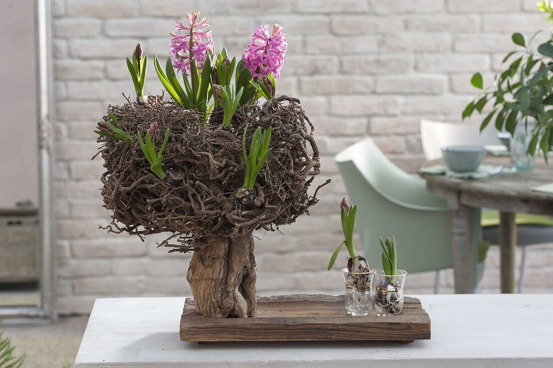 Wurzelbaum mit Hyacinthus (Hyazinthen)