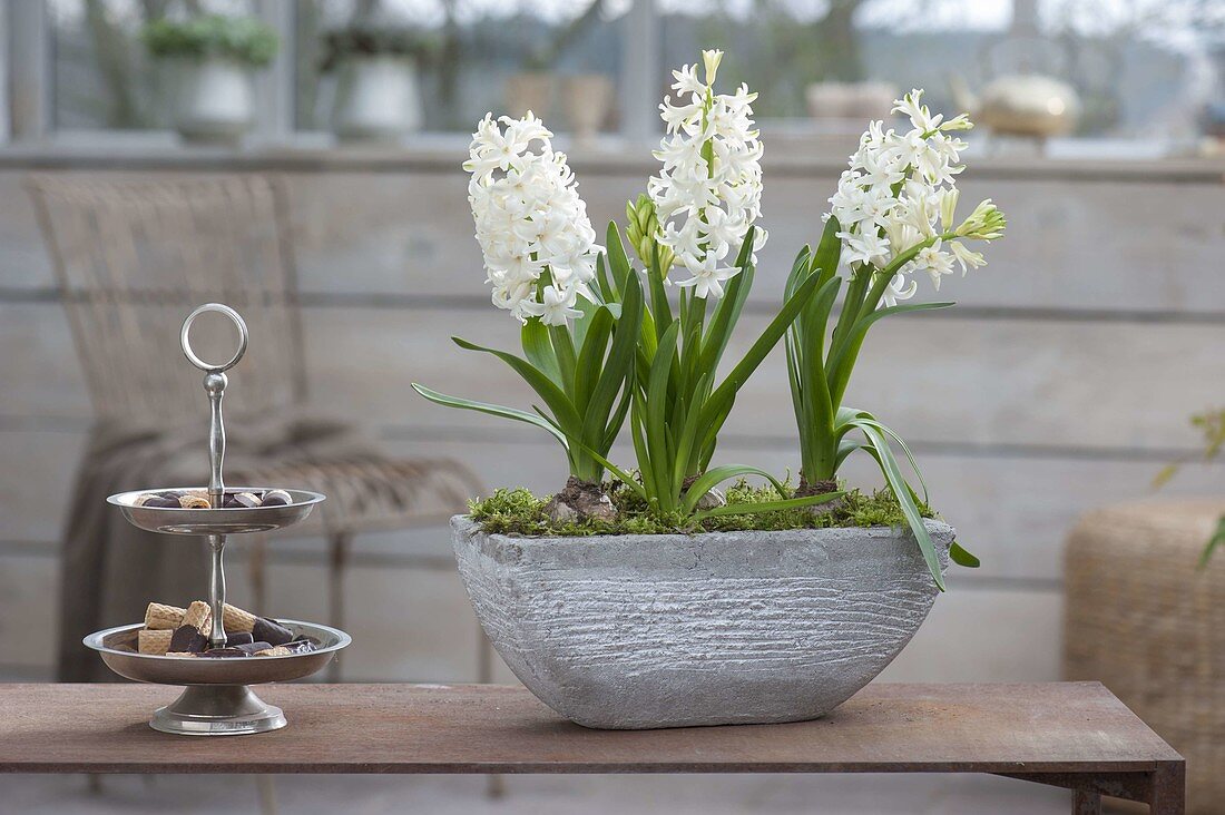 Hyacinthus 'White Pearl' (Hyacinth) in gray jardiniere