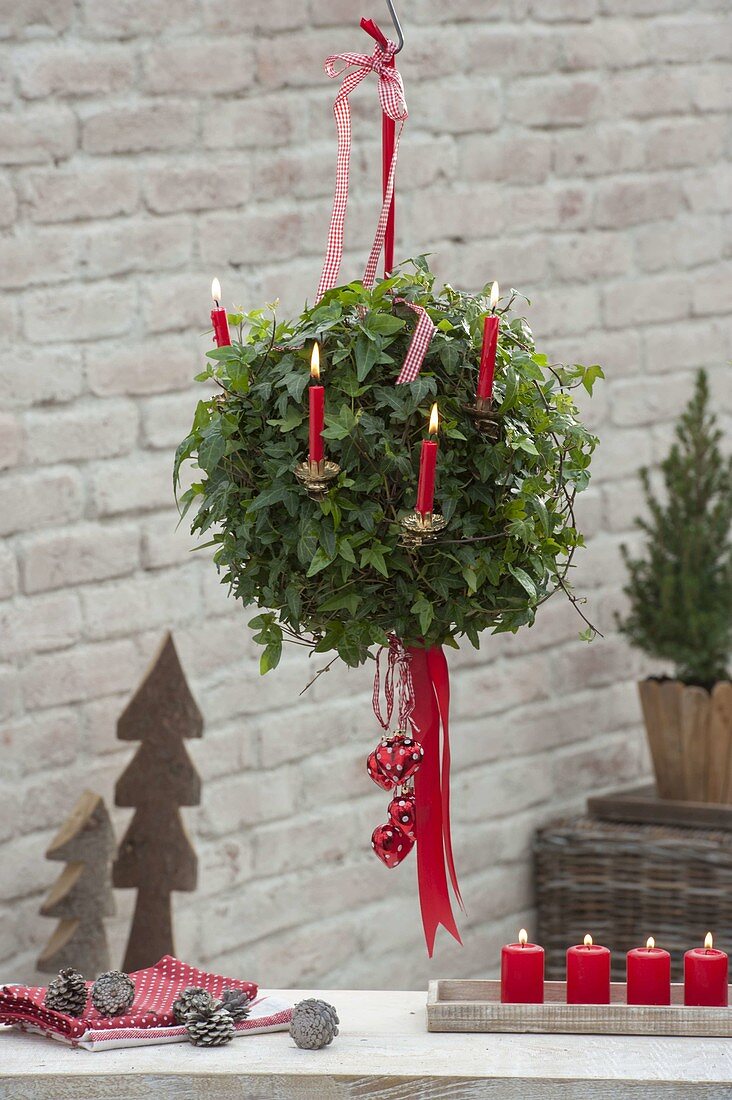 Hedera helix (Efeu) als Kugel-Ampel gezogen, weihnachtlich dekoriert