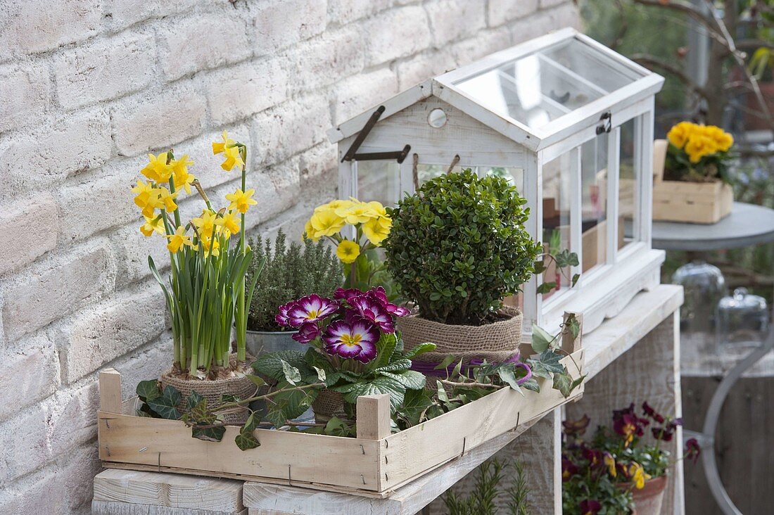 Spring gift with Narcissus 'Tete A Tete' (Daffodil)