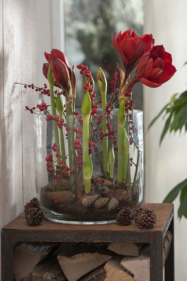 Large glass filled with Hippeastrum decorated with branches