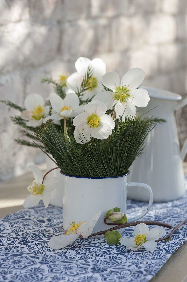 Kleiner Winterstrauss aus Helleborus niger (Christrose) mit Kiefernnadeln