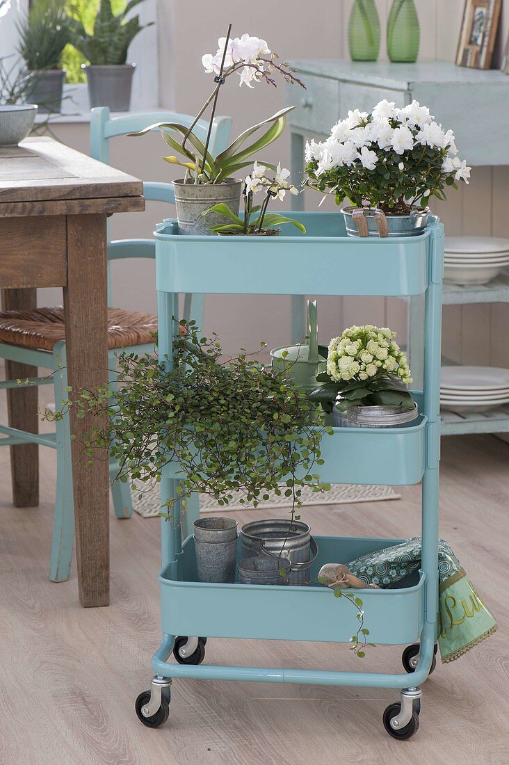 Light blue trolley with houseplants