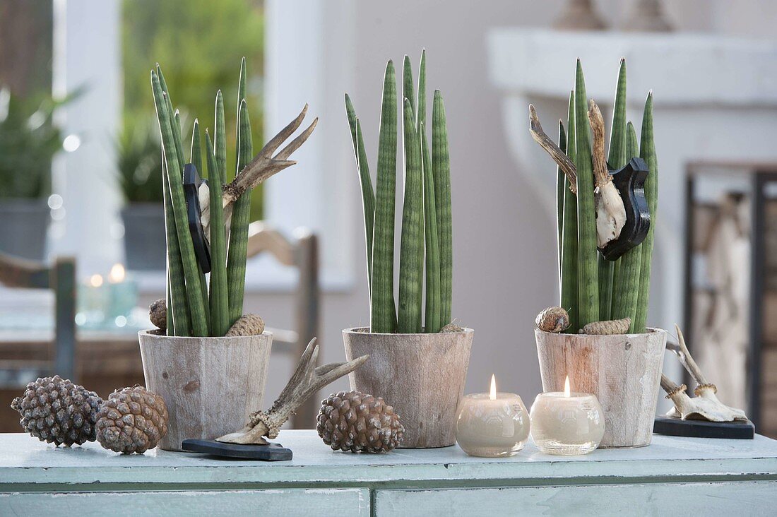 Sansevieria cylindrica decorated with small deer antlers