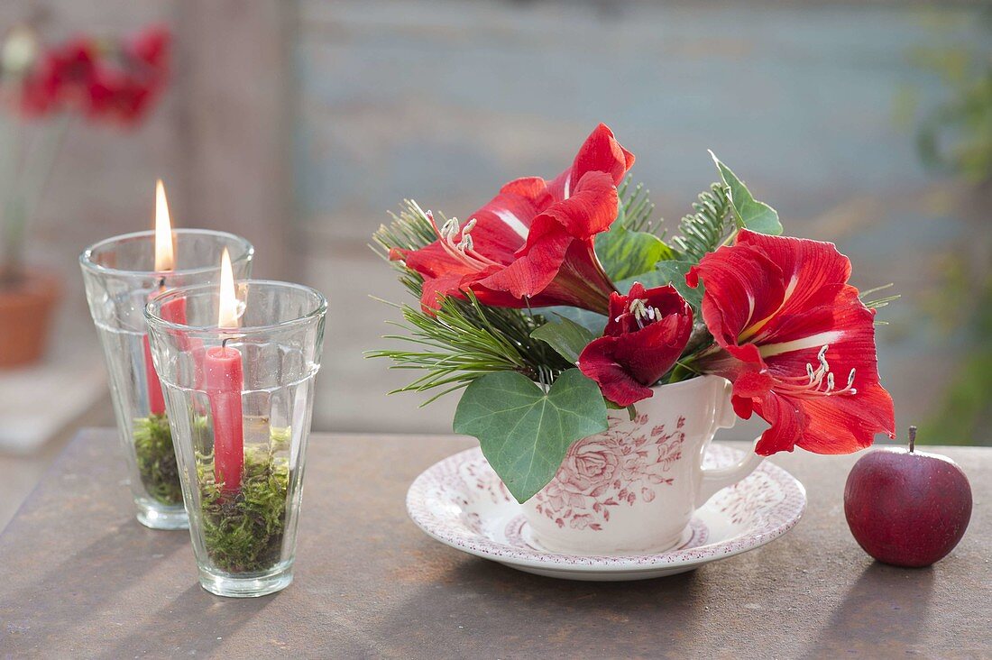 Kleiner Strauss aus Hippeastrum (Amaryllis) mit Pinus (Kiefer) und Hedera