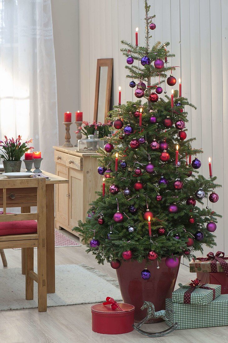 Abies koreana, decorated as a living Christmas tree