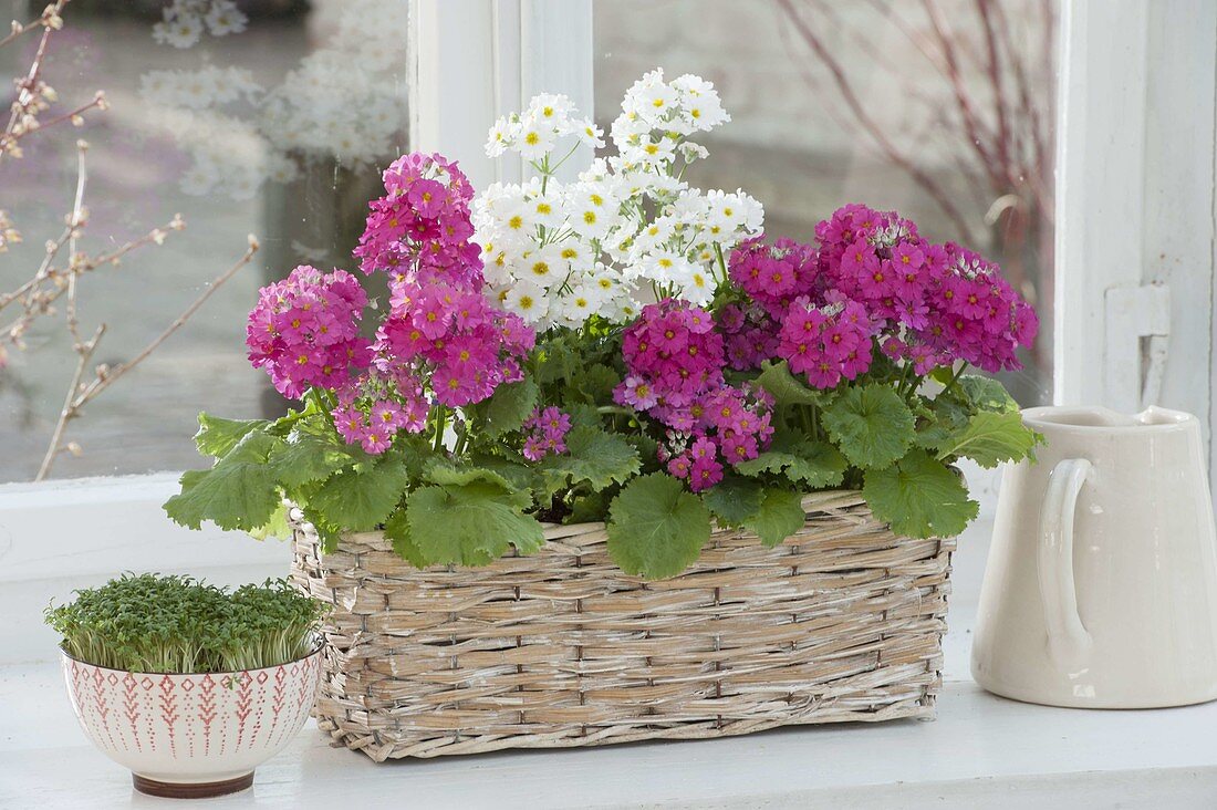 Primula malacoides in basket, bowl of cress