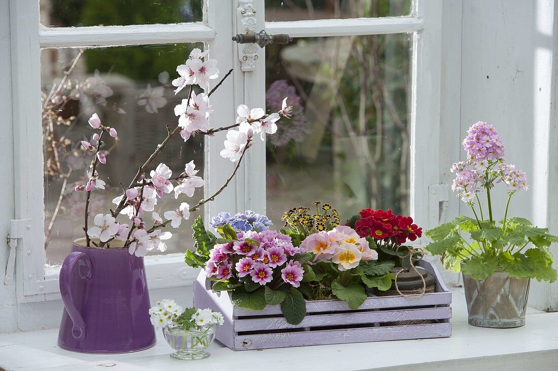 Spring window, jug with branches of Prunus dulcis (almond)