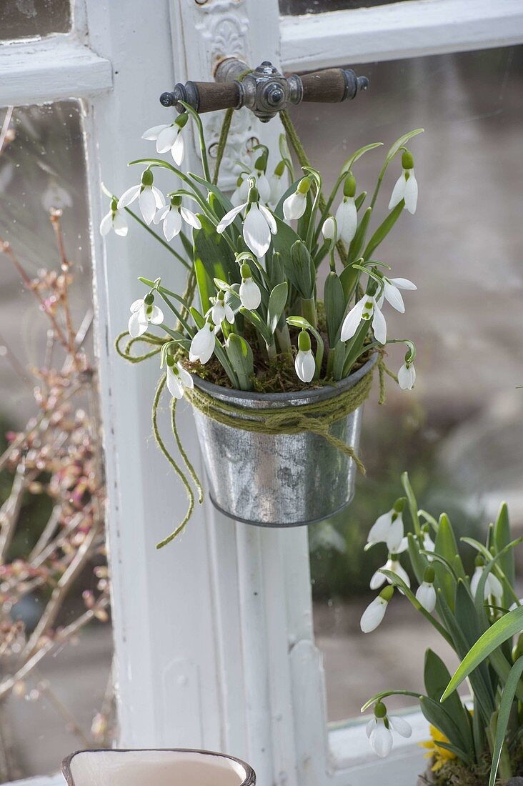 Galanthus nivalis (Schneeglöckchen) in Zink-Topf an Fenstergriff gehängt