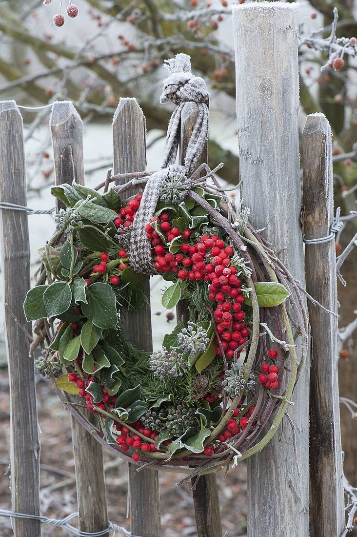 Winter wreath with Ilex (holly), Hedera (ivy), Cryptomeria