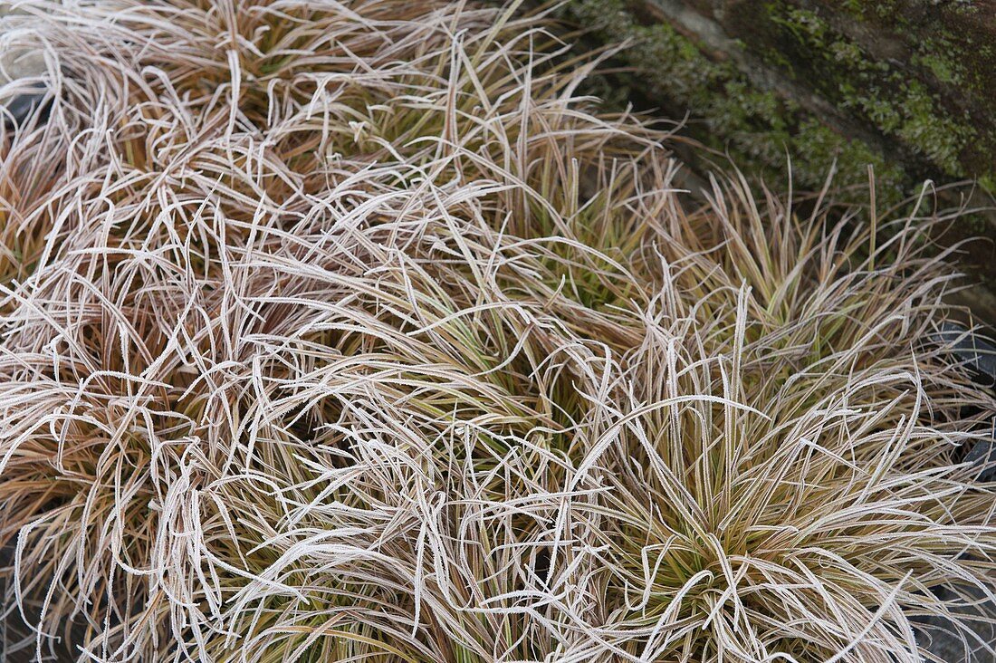 Frozen Carex (sedges) in the bed