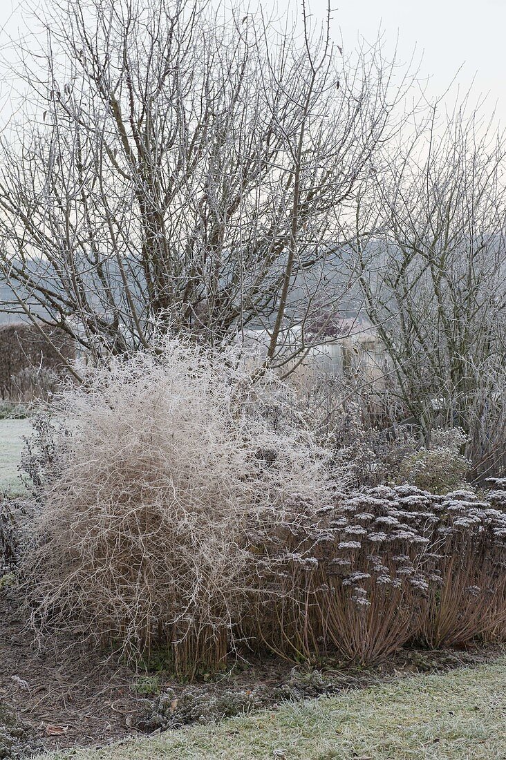 Frozen perennial border with Sedum telephium, Chrysanthemum