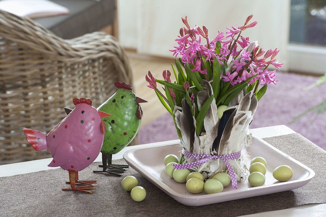 Hyacinthus multiflora (Hyacinth), pot covered with feathers