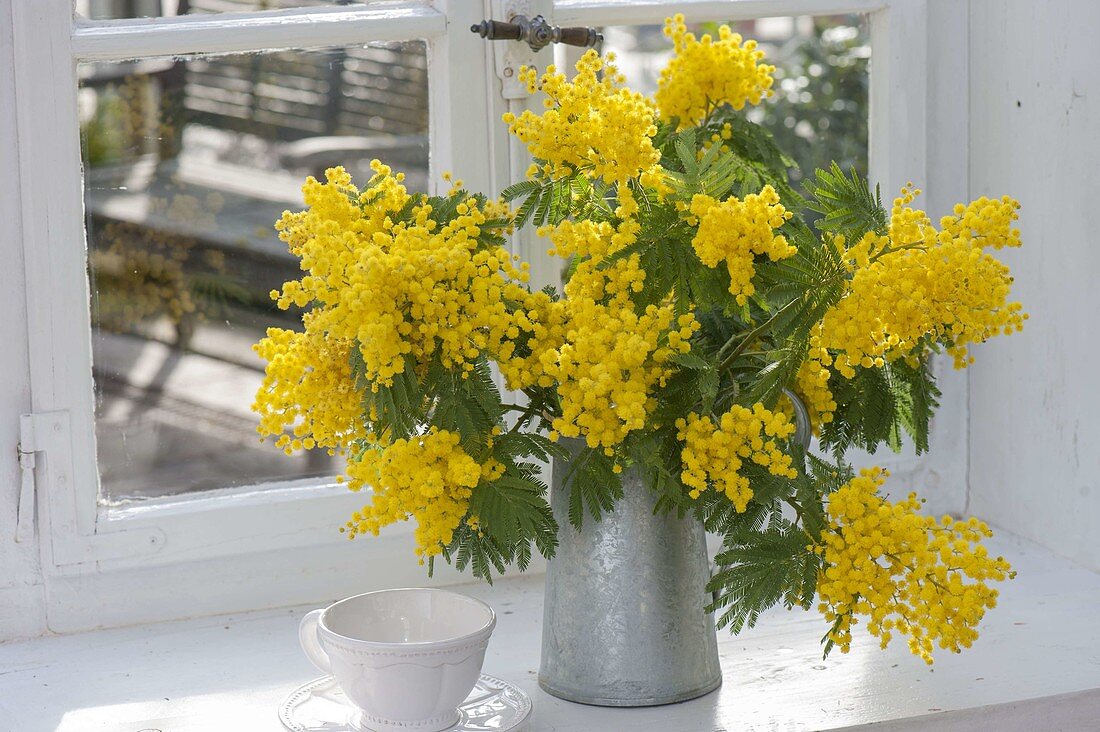 Fragrant bouquet of branches of acacia (mimosa) in zinc can