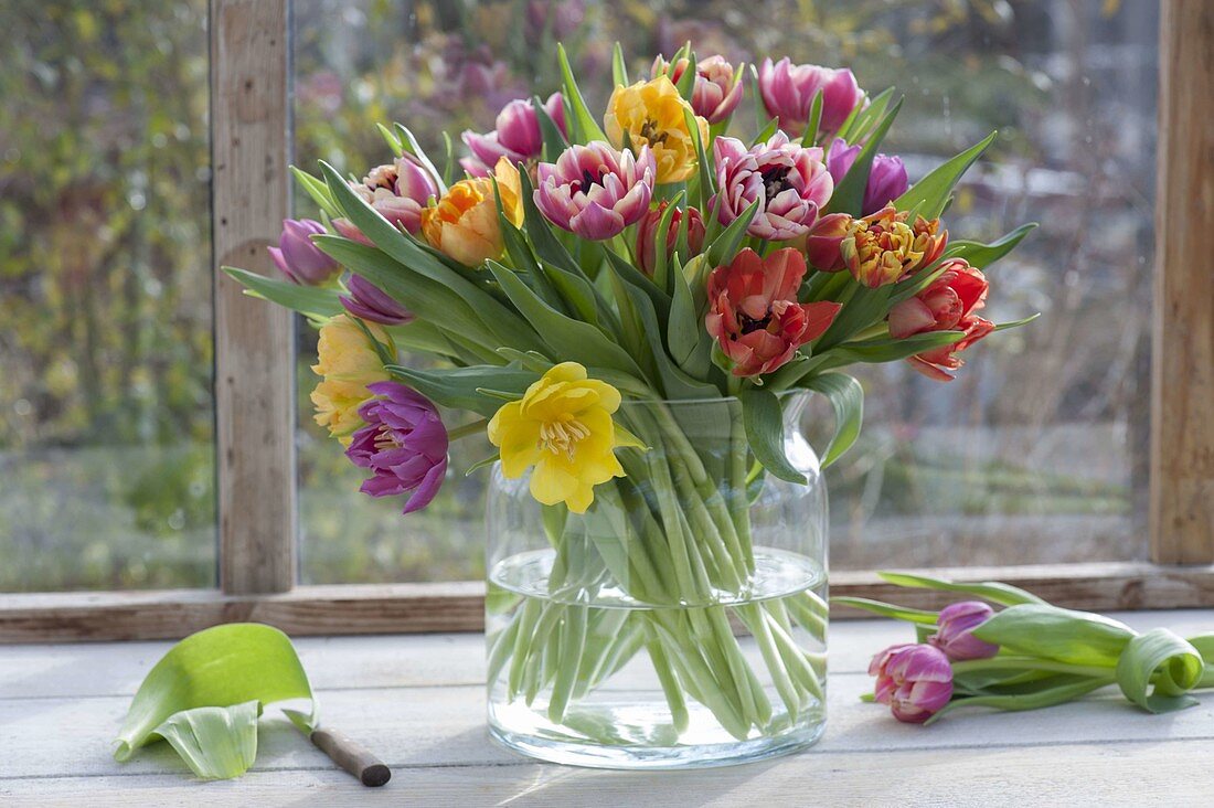 Strauss mit gefuellten Tulipa (Tulpen) in breiter Glasvase