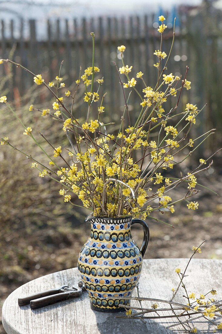 Cornus mas (Cornus) twigs bouquet