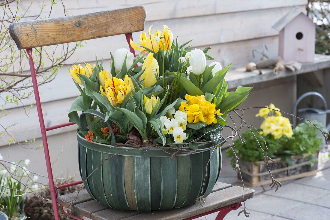 Korb mit Tulipa (Tulpen), Primula acaulis (Primeln), Viola cornuta