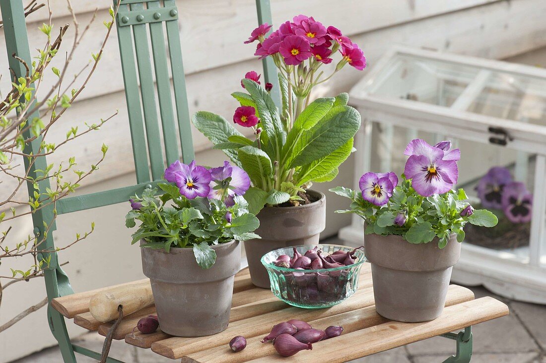 Viola wittrockiana (Stiefmütterchen) und Primula elatior (Hohe Primel)