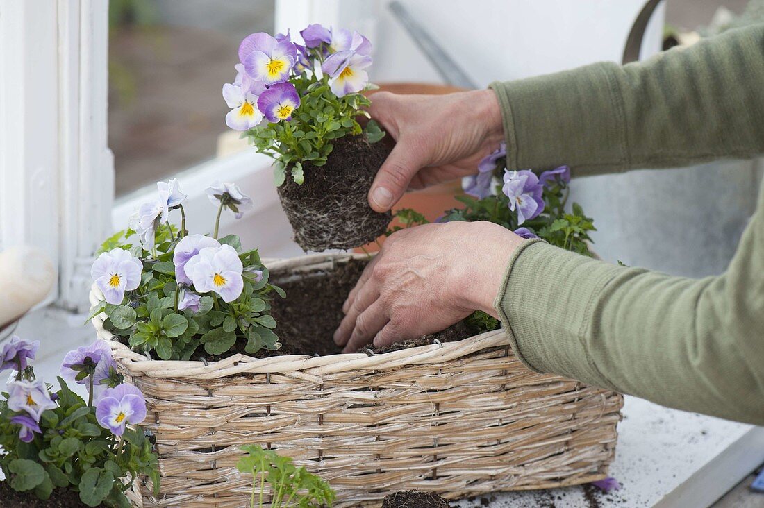 Plant basket with viola cornuta and parsley