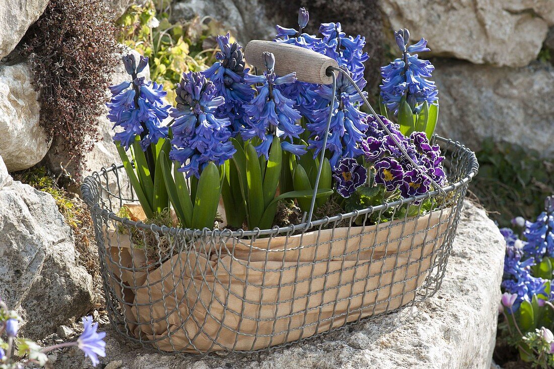 Hyacinthus orientalis (Hyazinthen) und Primula Siroccoco 'Purple'