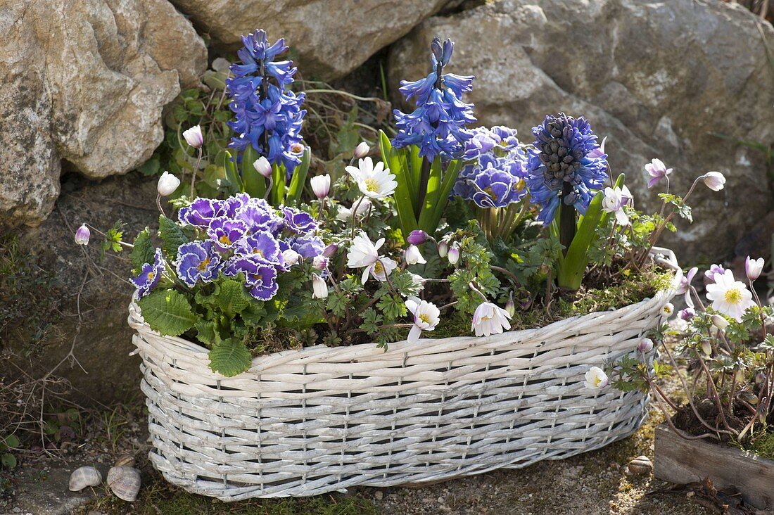 Weisses Körbchen mit Hyacinthus (Hyazinthen), Primula acaulis (Primeln)